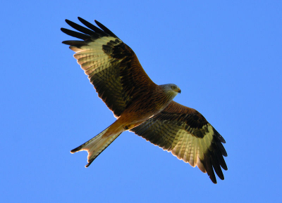 We waren eigenlijk op zoek naar de Kraanvogels tot plots een jagende Rode wouw vrij dicht kwam . Een mooie kans om deze prachtige roofvogel te fotograferen die ik niet mocht missen .