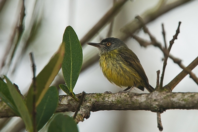 In een smal strookje bos tussen een watertje en ons pad zagen we vele vogels, waaronder deze voor BP nieuwe soort.