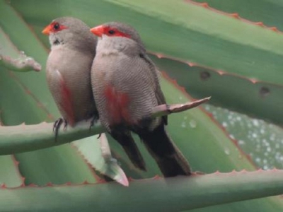 wil graag de naam van deze vogels weten, gezien op vakantie in zuidafrika. vogels waren niet schuw.