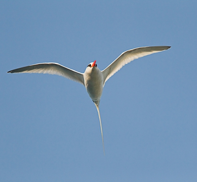 Op dit kleine eilandje ten noord-oosten van Tobago maakte David Attenborough met zijn team opnames van onder andere deze soort, die nog niet eerder werd getoond op BP.
