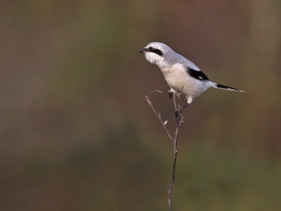 Tijdens het rondrijden op zoek naar kraanvogels,kwam deze klapekster ook nog in zicht.Dus voor het eerst een klapekster kunnen fotograferen.
Gr, Geert.