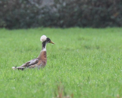 eend of gans gefotografeerd op zo'n 100 meter, heb geen idee wat het is. Eend/gans met een knotje niet eerder gezien.