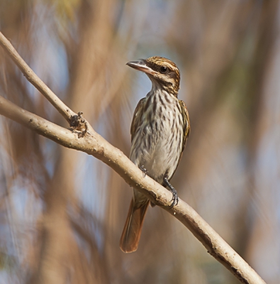 Prachtig vrij zat deze vogel vlak langs de weg. Nog maar weinig getoond op BP.