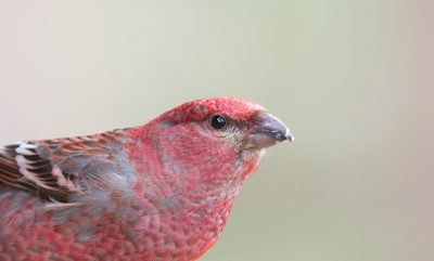 Op de feeders van het wegrestaurant langs de E75 in Inari heb je een goede kans op het zien en fotograferen van Haakbekken.