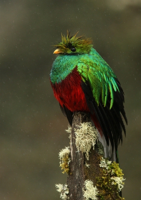 In de regen op een prachtig paaltje in wat mij betreft het mooiste vogelgebied van Costa Rica