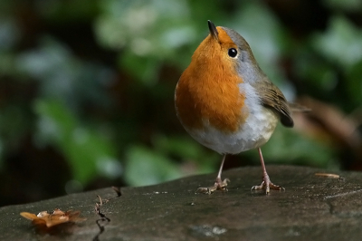 Tijdens een wandeling kwam ik deze Roodborst tegen en die ging even leuk voor de foto zitten.