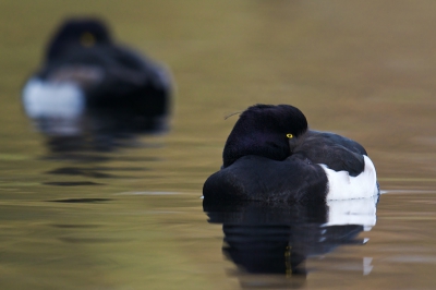 Bij mij in de regio bevind zich een poel met veel kuifeenden. Je moet even met laarzen door het riet maar dan sta je ook aan het water. Natuurlijk horen en zien de kuifeenden dit vreemde gedoe en laten ze zich afdrijven. Binnen het uur komen ze dan weer zachtjes terug. Tegen die tijd heb ik dan kramp en vind het weer welletjes, enfin, in ieder geval deze waakzame eendjes op de foto kunnen zetten.