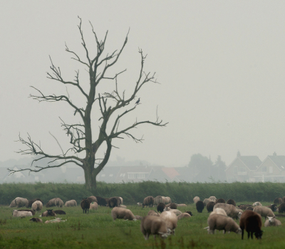 Een landelijk plaatje ,waarin een vogel centraal staat
Een dag met een hardnekkige mist.Het vochtgehalte was zo hoog,dat ik denk dat de aalscholver met gemak door de lucht heen en weer had kunnen zwemmen