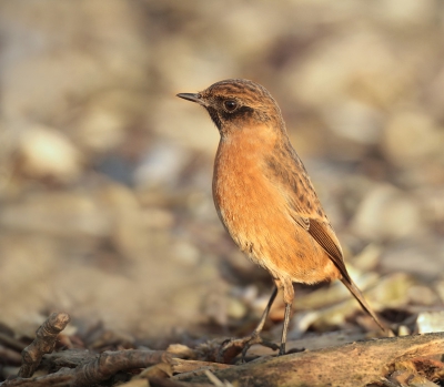 Een tapuiten stelletje was aan het foerageren langs een polder weggetje.
Af en toe vloog er een torenvalk over en dan waren ze heel alert,zoals je kunt zien aan de houding van dit prachtige vrouwtje.