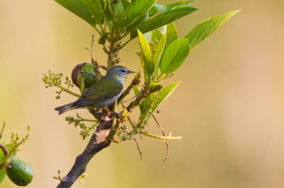 In de tuin van onze lodge stond onder andere een avocadoboom, waarin dit prachtige vogeltje zat. Niet eerder op BP.