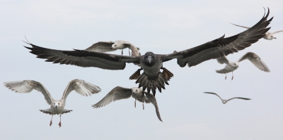 Tijdens de zeevogeltocht op de Noordzee van Pterodroma Adventures meerdere jan-van-genten gezien. Met een spanwijdte van bijna 2 meter en hun snelle loodrechte duikvluchten in het water waren ze vaak de massale groep meeuwen de baas met het vangen van de visresten die in het water werden gegooid om de zeevogels te lokken. Ik vond dit een hele kenmerkende foto. De jan-van-genten waren de baas over de meeuwen!