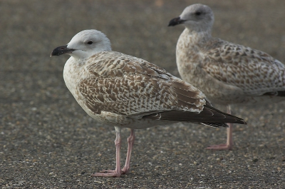 Deze vogel heb ik al een keer in het determinatiealbum gezet, want ik was niet helemaal zeker van de determinatie. (Ben zelf niet zo'n meeuwenfan.) Kenmerken zijn volgens mij (aan de hand van boekje van Ruud Altenberg en Mars Muusse, "De Gierzwaluw" van december 2004). 

Grote witte kop met zwart masker, tertials met smalle witte randen en grote ekveren die naar buiten toe minder gekarteld worden. Volgens mij heeft de vogel nog veel juveniele veren> Verder zie ik op de meeste foto's van dit kleed wat meer contrast op de schouderveren. Als ik dingen zeg die niet waar zijn hoor ik het wel.

f11 - 1/160 - vanaf rijstzak uit auto