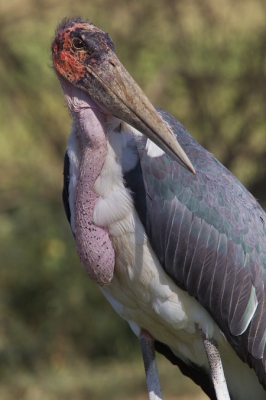 Vlak na aankomst in ons tentenkamp bij Lake Ndutu vlogen een paar Maraboes over en streken even verder neer. Wonderlijke vogels, die bij mij de associatie oproepen van oude mannen.