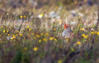 Patrijs in z'n natuurlijke habitat ( met de kleurverzadiging wat getemperd i.v.m. code 107).