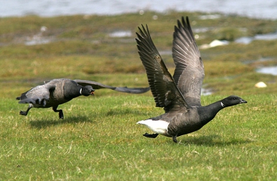 Vooral die boze achtervolger vind ik grappig.

Canon 10D, EF 300-4 I.S. USM, 1.4 x converter, 200 Iso, Av, 1-1500, 5.6, belichtingscompensatie  minus 1