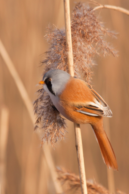 Afgelopen liep ik rond in de kwade hoek en hoorde om me heen diverse baardmannetjes roepen. Mijn gedachten gingen terug naar een mooie zonnige, koude winterse dag in de rietputten begin dit jaar, prachtig schouwspel om tientallen baardmannetjes te zien fourageren. In combinatie met een vijftal waterrallen was deze dag toch wel een van mijn hoogtepunten van 2013. Meer foto's terug te vinden op www.johneos.blogspot.com