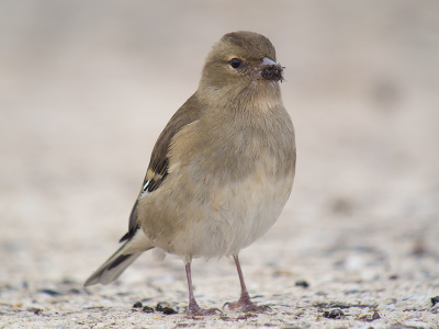 Tijdens het Moderatorenweekend deze vinkenvrouw met een snavel vol wiervliegen op het strand.