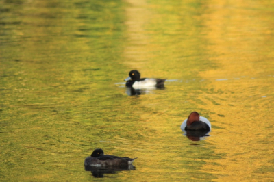 bewust voor dit standpunt gekozen want dan zag je mooi die herfstkleuren in het water weerspiegelen. met op de achtergrond een tafeleend