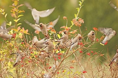 eindelijk vandaag weer een groep pestvogels voor de lens,maar ik ben even de pestvogel want hij is van vorig jaar,al zijn er nu al wel waarnemingen,veel van overvliegende,een enkele foto,maar ze kunnen zo weer binnen vallen!