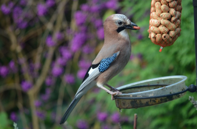 Vogelvoer in de tuin, Vlaamse Gaai dol op pinda's.