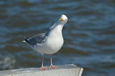 Op de boot onderweg naar Texel keek deze Zilver meeuw me zo mooi aan, alsof hij mij aan het bestuderen was..