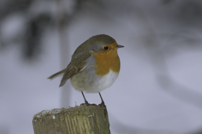 Het had terug volop gesneeuwd. Genomen in onze tuin, hopelijk krijgen we terug zo een mooie winter