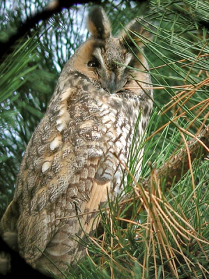 Ze zitten weer op de roestplek nu al een stuk of vijf, vorig jaar waren het er vijftien. Het blijven prachtige vogels.
Digiscoping: Leica APO 77 - Nikon Coolpix 990