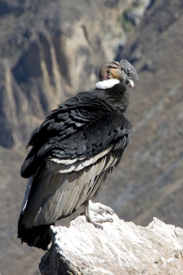Colca Canyon in Peru is een van de beste plekken om Condors te zien. Dit Condor vrouwtje kwam aanzweven en verjoeg een mannetje wat eerst even rustig op deze rots zat. Na een minuut of 5 vertrok ze weer. Dit is niet een van de scherpste foto's, maar er zijn op Birdpix nog geen foto's van zittende Condors.