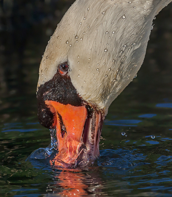 Zwanen stralen rust uit ,doen gewoon hun eigen ding .Fotograaf sta je daar nog te knippen?