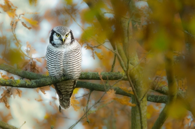 Twee fotootjes van een mooi avontuur. 

Om 16 uur moest ik in Zwolle een tweedehands laptop ophalen. Drie keer raden waarom ik iets eerder vertrokken was. Op 500 meter afstand zag ik de ca 150 vogelaars al staan in de berm. Toen ik langsreed, zag ik de uil al zitten. Aangeschoven bij de groep en een paar keer enorm geluk gehad met de plek waar ik stond wanneer de vogel een stuk vloog. PRACHTIG! Op nog geen half uurtje stroomafwaarts langs de IJssel.