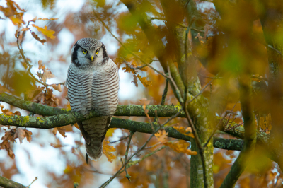 Naar aanleiding van een vraag bij deze foto http://www.birdpix.nl/album_page.php?pic_id=376981&recent=1&db=0

Dit is de originele foto rechtstreeks vanuit de raw in Phototshop geopend. De uil is donkerder en de omgeving heeft meer detail.