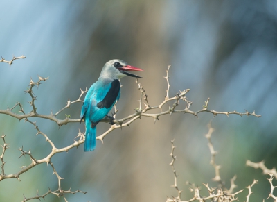 de Senegalese ijsvogel leeft aan de rand van bossen,eet geen vis maar hagedissen en sprinkhanen e.d.