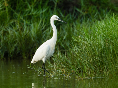 Deze reiger heeft een groot verspreidings gebied over de wereld. De kenmerken kunnen wat verschillen,de snavekleur kan geel  zwart of rood zijn. Bij de poten kan het bovenste deel geel zijn. wel een echt kenmerk zijn de geel draad achting veren op de borst.