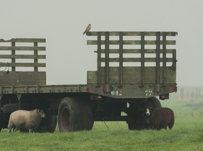 Ivm de slechte weersomstandigheden werden de werkzaamheden gestaakt
Normaal houdt het personeel , met militaire precisie ,zich bezig met het kort houden van het gras
Hierdoor krijgt de baas een mooi overzicht op het muizenbestand