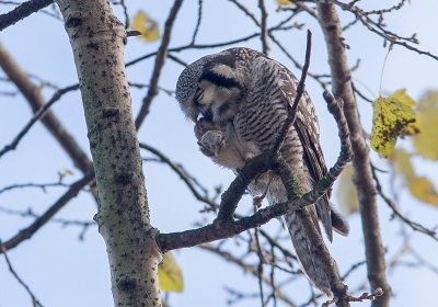 Deze sperweruil had net een muis gevangen en ging het op z'n gemak verorberen.