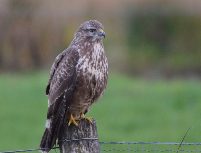 Vanuit de auto met rijstzak, om 16.10 het begon al schemerig te worden. De Buizerd bleef mooi zitten.