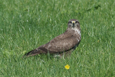Buizerd in het gras, niet zo mooi als op een paaltje natuurlijk.