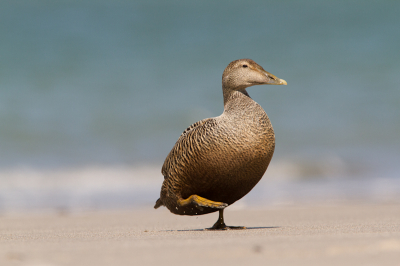 Op mijn buik op het lege strand van Dune komt de Eider-dame met een ongekende souvereiniteit over haar strand gestapt. Mooi vlak en schoon zandstrand, rustige achtergrond. Ze staat alleen iets te midden in beeld..