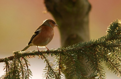 Altijd weer een lust voor het oog. Hoe vaak je ze ook ziet.
Fotogeniek. 400mm f2.8