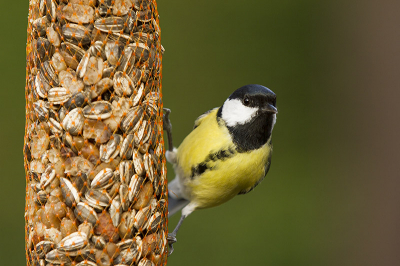 Mijn eerste echte geslaagde koolmees foto. De foto is genomen in mijn tuin. Nu ik sedert een paar dagen in het bezit ben van een camouflage cape lukt het des te beter om (bijna) onopgemerkt vogels te shooten.