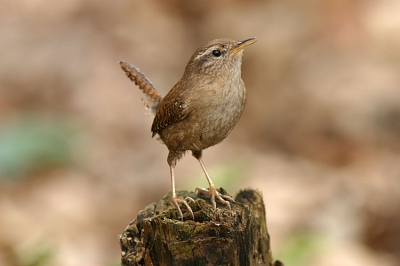 Deze kleine winterkoning bouwde zijn nest onder een vermolmde dode tak. En ik wachtte tot hij weer tevoorschijn kwam om al staartbewegend z'n keiharde lied te laten horen. 

Canon 10D, EF 300/4 I.S.USM, 1.4 x extender, Av 1/180, diafragma 5.6, blichtingscompensatie -1/2., Manfrotto monopod.