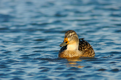 nikon d2h 600mm f4 afi + tc 2x met statief