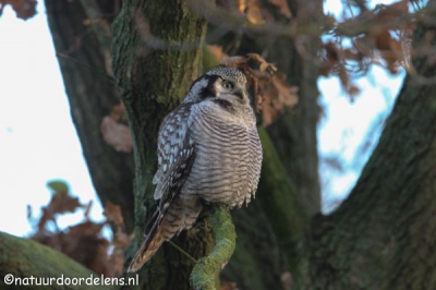 gemaakt met een geleende lens ef 500mm f4 met 1.4 convertor die spontaan aangeboden werd om de sperweruil te mogen fotograferen, frank bedankt!!
ik heb er enorm van genoten om hiermee te mogen werken