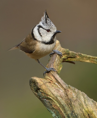 KUIFJE VOOR DE HUT
Met een goede voorbereiding en een beetje geluk met het weer en met de vogels kun je veel rendement halen uit een dagje boshut. In maart 2011 deed ik het voor het laatst. Binnenkort hopelijk weer!