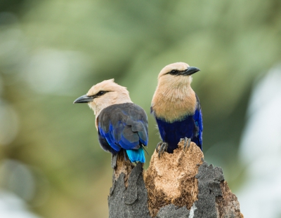 Een paartje van de prachtige Blauwbuik Scharrelaar.