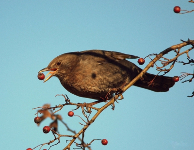 Een Merel die een lekker besje verorbert in het zonnetje.
#Sigma 150-500