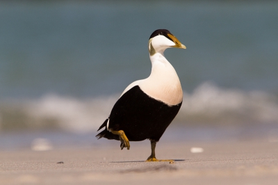 Eider man die evenals de Eider dame die ik eerder plaatste in alle rust en zelfverzekerd het strand op kwam lopen.