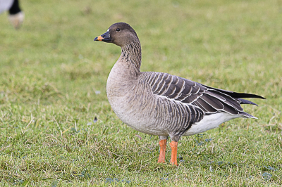 Deze gans viel op doordat hij met een kolgansgans wat apart liep. Toen zag ik dat het een voor mij onbekende soort was. Met dank aan mede birdpixers weet ik ondertussen dat het een toendrarietgans is.
De gans zat dicht bij, 10 a 15 meter, en bleef rustig staan kijken toen ik de foto maakte, vanaf een rijstzak, die ik op het dak van m'n auto gelegd had.