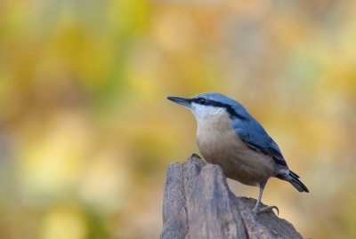 Wat een lekker zonnetje wel niet doet met een achtergrond in de herfst.

Deze boomklever ging er even goed voor zitten.