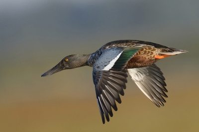 Deze Slobeend man kwam even langs vliegen tijdens de latere uurtjes, ik was met de 600mm vliegende Zwaluwen aan het fotograferen, totdat deze Slob op bijna ooghoogte voorbij kwam